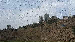 13509103_1145926288784271_2985637551903158090_n