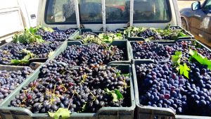 13902203_335453050119839_462991487_o