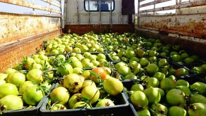 13918607_335452980119846_2063837159_o